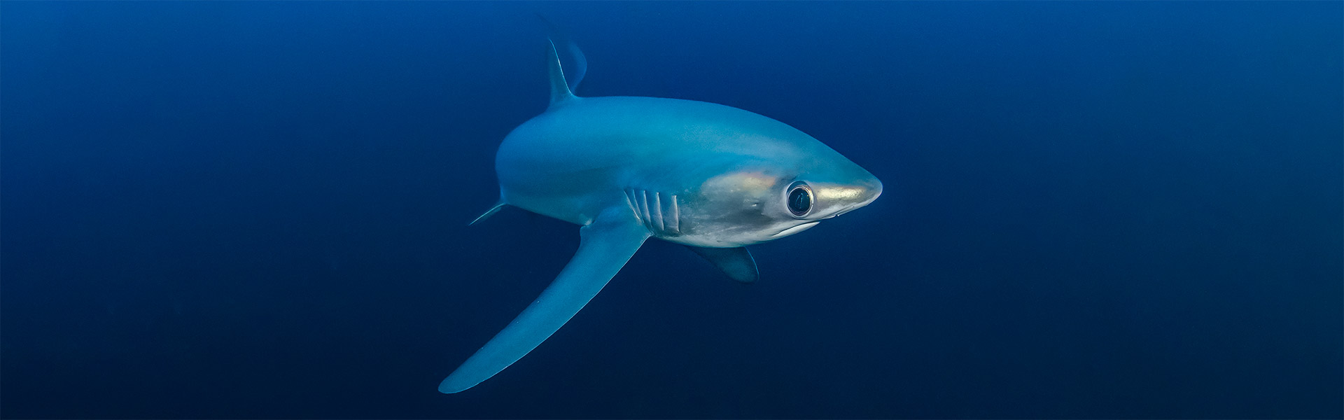 Pelagic Thresher Sharks: Unraveling the Secrets of These Elusive Hunters